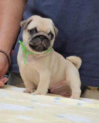  Pug Puppies    - Melbourne Dogs, Puppies