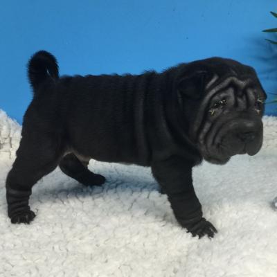   Shar Pei Puppies    - Melbourne Dogs, Puppies