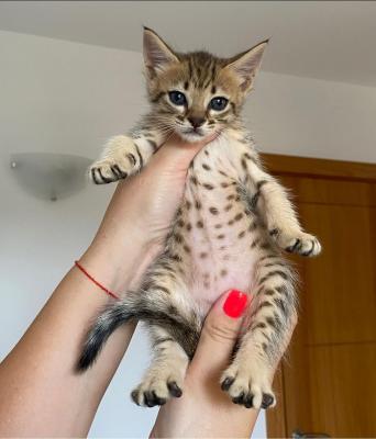   savannah kittens    - Melbourne Cats, Kittens