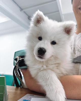  Samoyed puppies    - Melbourne Dogs, Puppies