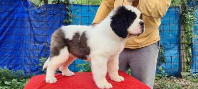  Saint Bernard Puppies    - Melbourne Dogs, Puppies