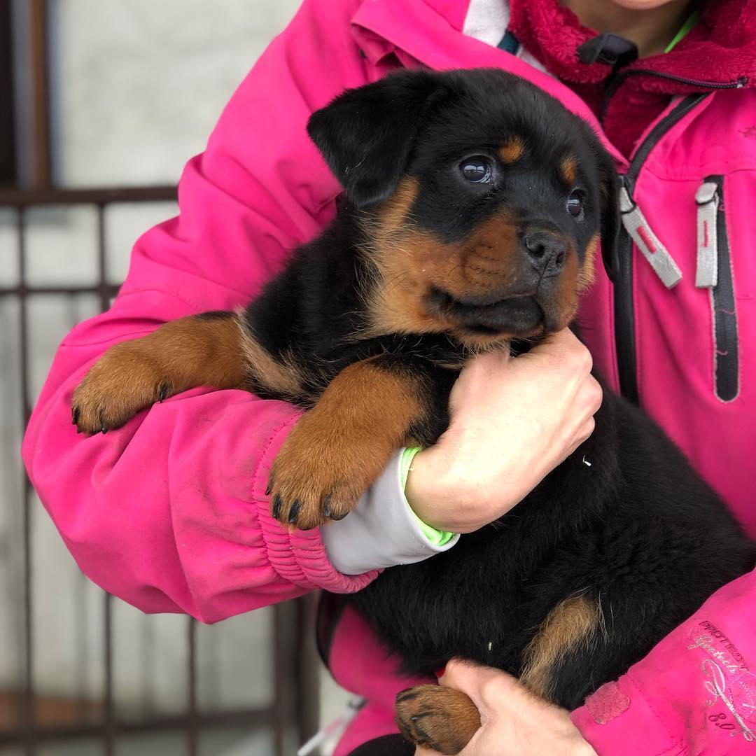  Rottweiler Puppies Available    - Melbourne Dogs, Puppies