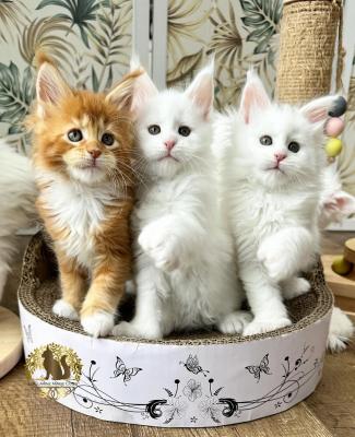  Maine Coon Kittens    - Melbourne Cats, Kittens