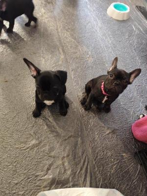   French Bulldog Puppies    - Melbourne Dogs, Puppies