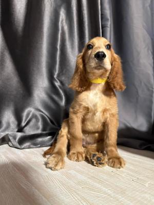  Cocker Spaniel Puppies  - Melbourne Dogs, Puppies