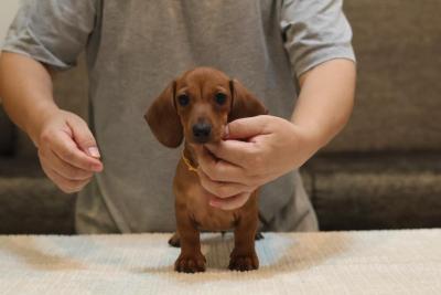  Dachshund puppies    - Melbourne Dogs, Puppies