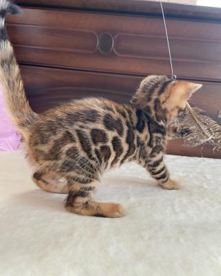  Bengal Kittens    - Melbourne Cats, Kittens