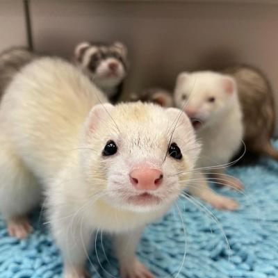 ferrets for Adoption    - Melbourne Other