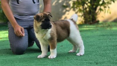   Akita Puppies Available    - Melbourne Dogs, Puppies