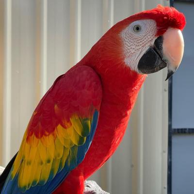   Scarlet Macaw Parrots    - Melbourne Birds