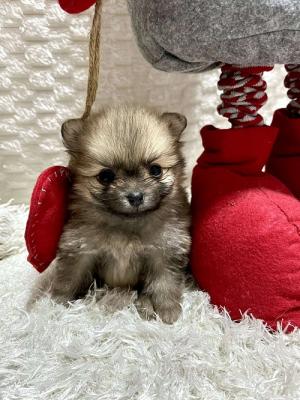 Pomeranian, beautiful puppies - Frankfurt (Main) Dogs, Puppies