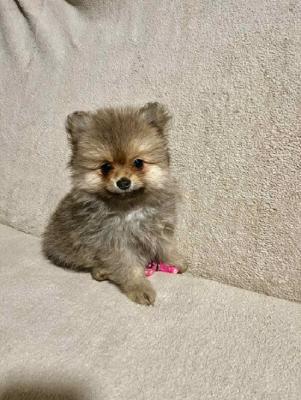 Pomeranian, beautiful puppies - Frankfurt (Main) Dogs, Puppies