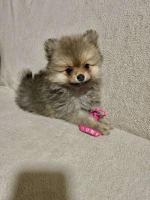Pomeranian, beautiful puppies - Frankfurt (Main) Dogs, Puppies