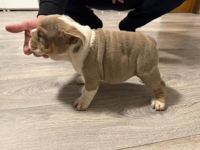 English bulldog  - Vienna Dogs, Puppies