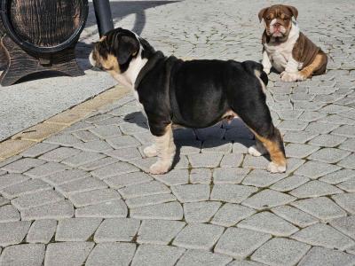 English bulldog  - Vienna Dogs, Puppies
