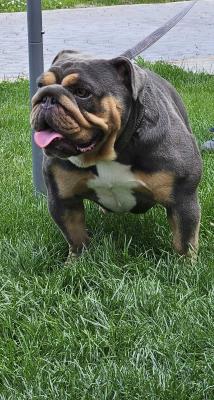 English bulldog  - Vienna Dogs, Puppies