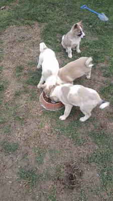 West Siberian Laika puppies - Vienna Dogs, Puppies