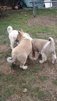 West Siberian Laika puppies - Vienna Dogs, Puppies