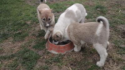 West Siberian Laika puppies - Vienna Dogs, Puppies