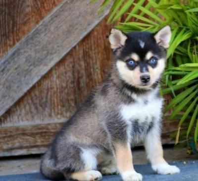 Alaskan klee kai for sale