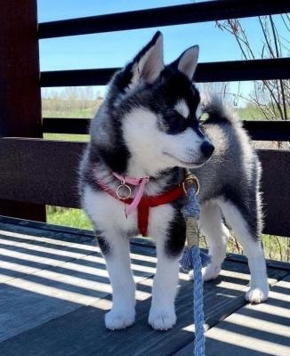 Alaskan klee kai puppies for sale