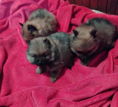 Pomeranian Spitz - Vienna Dogs, Puppies