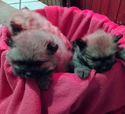 Pomeranian Spitz - Vienna Dogs, Puppies
