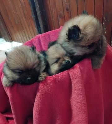 Pomeranian Spitz - Vienna Dogs, Puppies