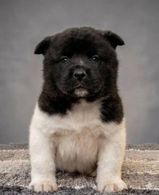 Amerikanische Akita TOP Welpen - Vienna Dogs, Puppies