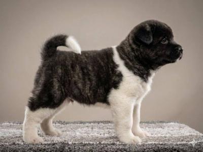 Amerikanische Akita TOP Welpen - Vienna Dogs, Puppies