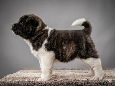 Amerikanische Akita TOP Welpen - Vienna Dogs, Puppies