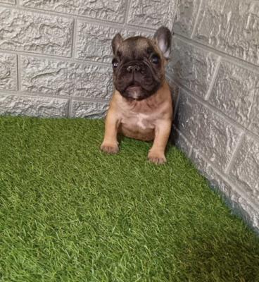 French bulldog - Vienna Dogs, Puppies
