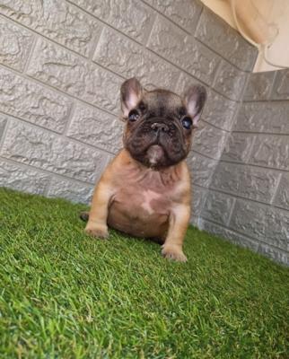 French bulldog - Vienna Dogs, Puppies