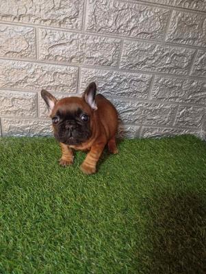 French bulldog - Vienna Dogs, Puppies