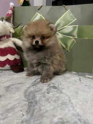 Pomeranian, top quality puppies - Vienna Dogs, Puppies