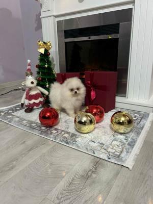 Pomeranian, top quality puppies - Vienna Dogs, Puppies