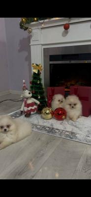 Pomeranian, top quality puppies - Vienna Dogs, Puppies