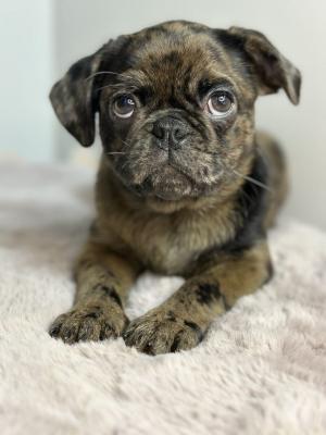 Exotic pug - Vienna Dogs, Puppies