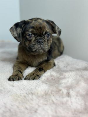 Exotic pug - Vienna Dogs, Puppies