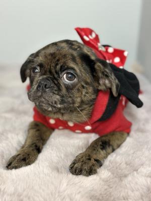 Exotic pug - Vienna Dogs, Puppies