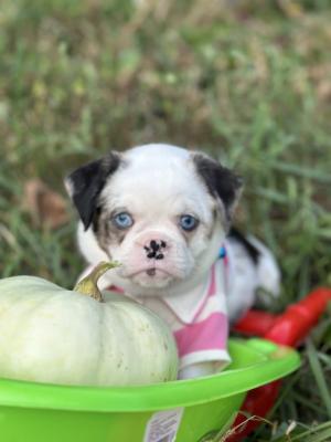 Exotic design griffon - Vienna Dogs, Puppies