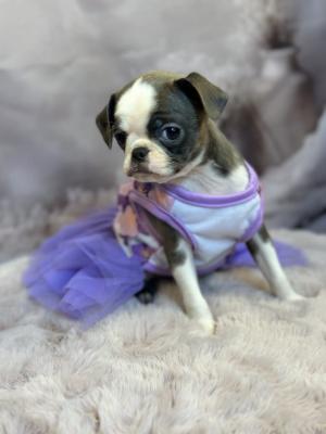 Exotic design griffon - Vienna Dogs, Puppies