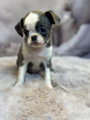 Exotic design griffon - Vienna Dogs, Puppies