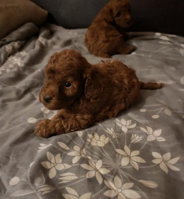 Red toy poodle - Vienna Dogs, Puppies
