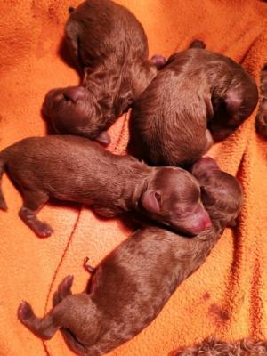 Red toy poodle - Vienna Dogs, Puppies