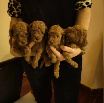 Ambalangan ayura ya poodle - Zurich Dogs, Puppies
