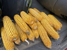 Squirrel 2023 Food Corn on Cob Feed Dried Corn for Squirrels Feeder 10 pounds