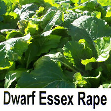BULK BAGS DWARF ESSEX RAPE ATTRACTANT FOOD PLOT FORAGE SEED DEER TURKEY BRASSICA