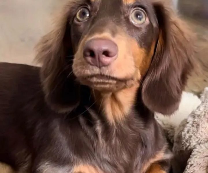 Dachshund puppy