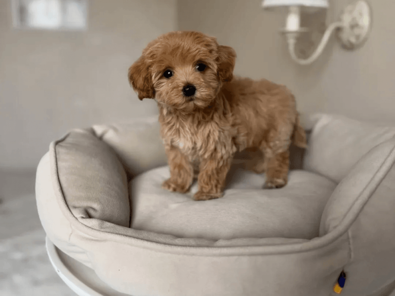 Maltipoo Puppy for sale in Manchester, England